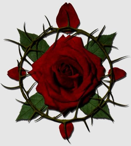 A Rosa Entre Espinhos (do Zohar)