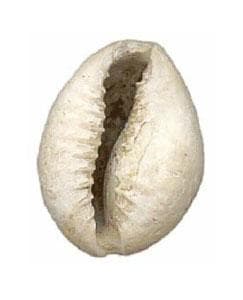 ‘O Jogo de Búzios