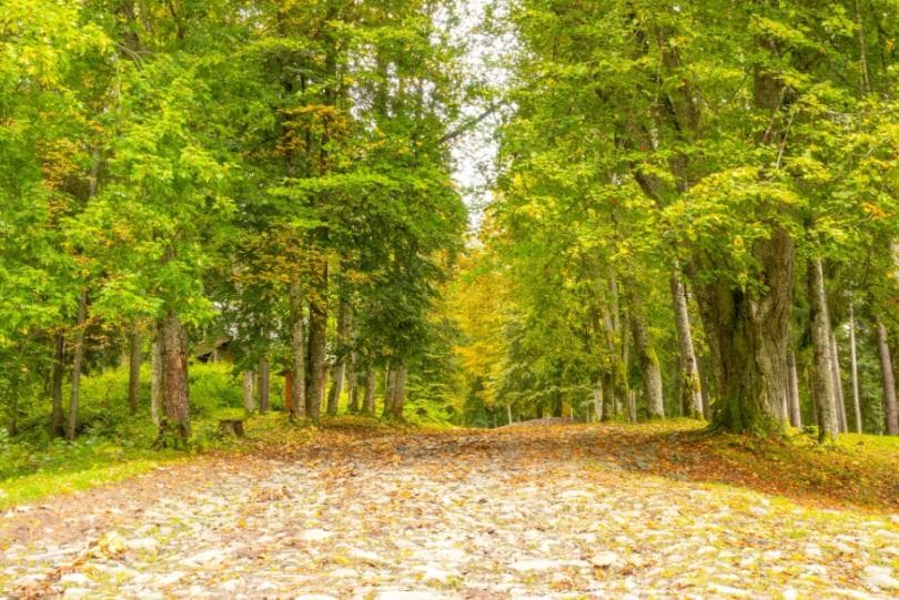 A estrada das árvores frondosas