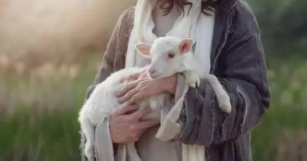 Feras ou carneiros indefesos?