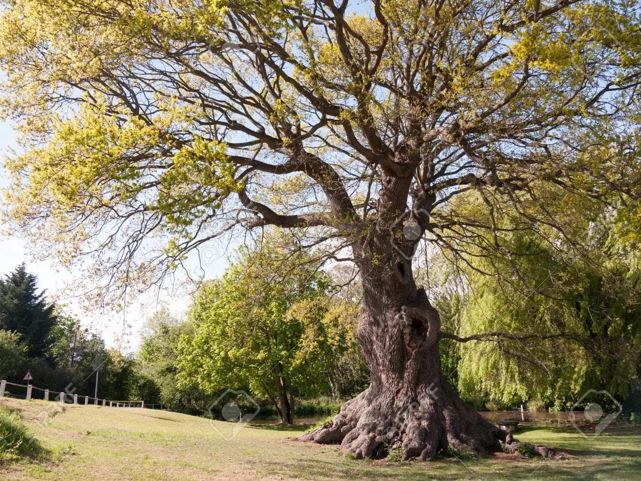 A Magia das Árvores