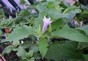 Erva do Diabo:Projeção Astral