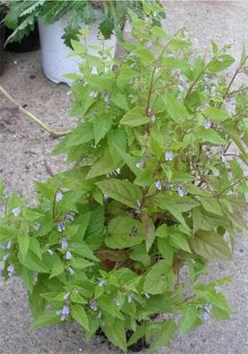 Scutellaria lateriflora: O Calmante Supremo
