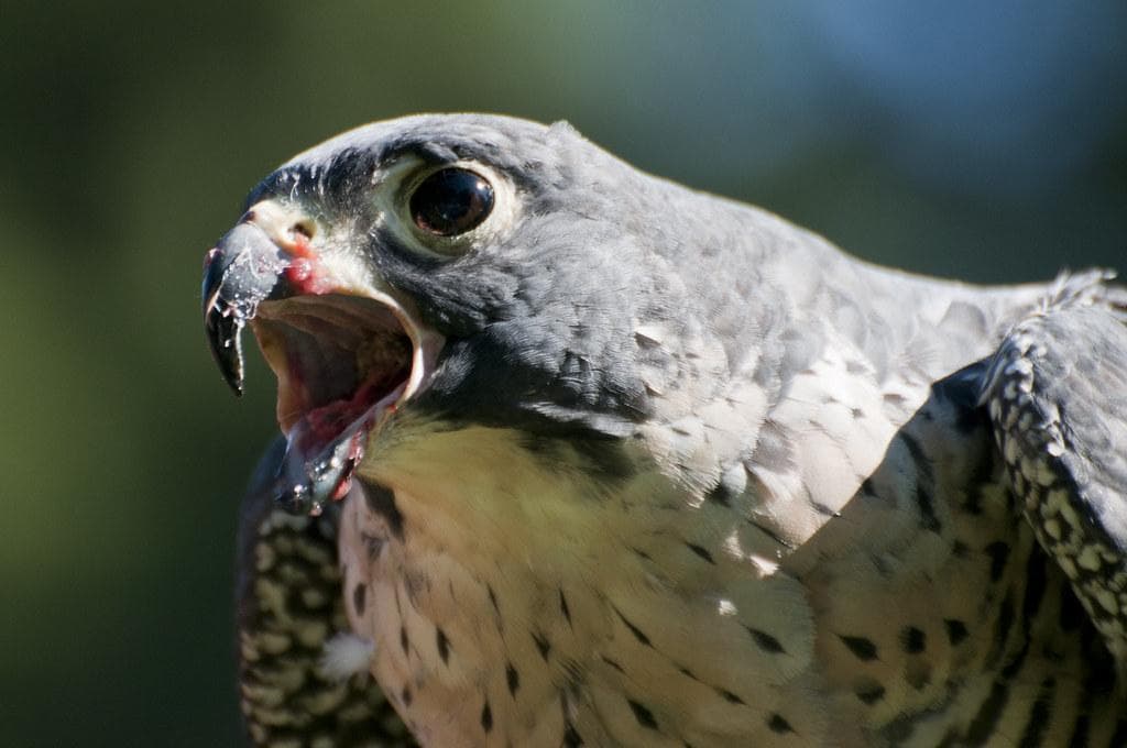 Carta sobre os Limites da Tolerância e a Liberdade de Expressão em Thelema