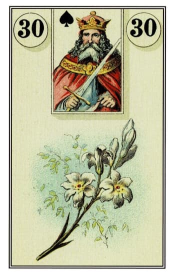Lírios