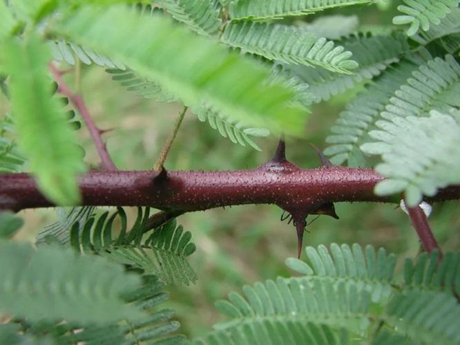 Jurema Preta, Madeira Rainha